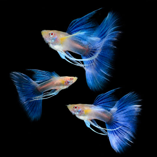 Blue Topaz Fin C Guppy Fish