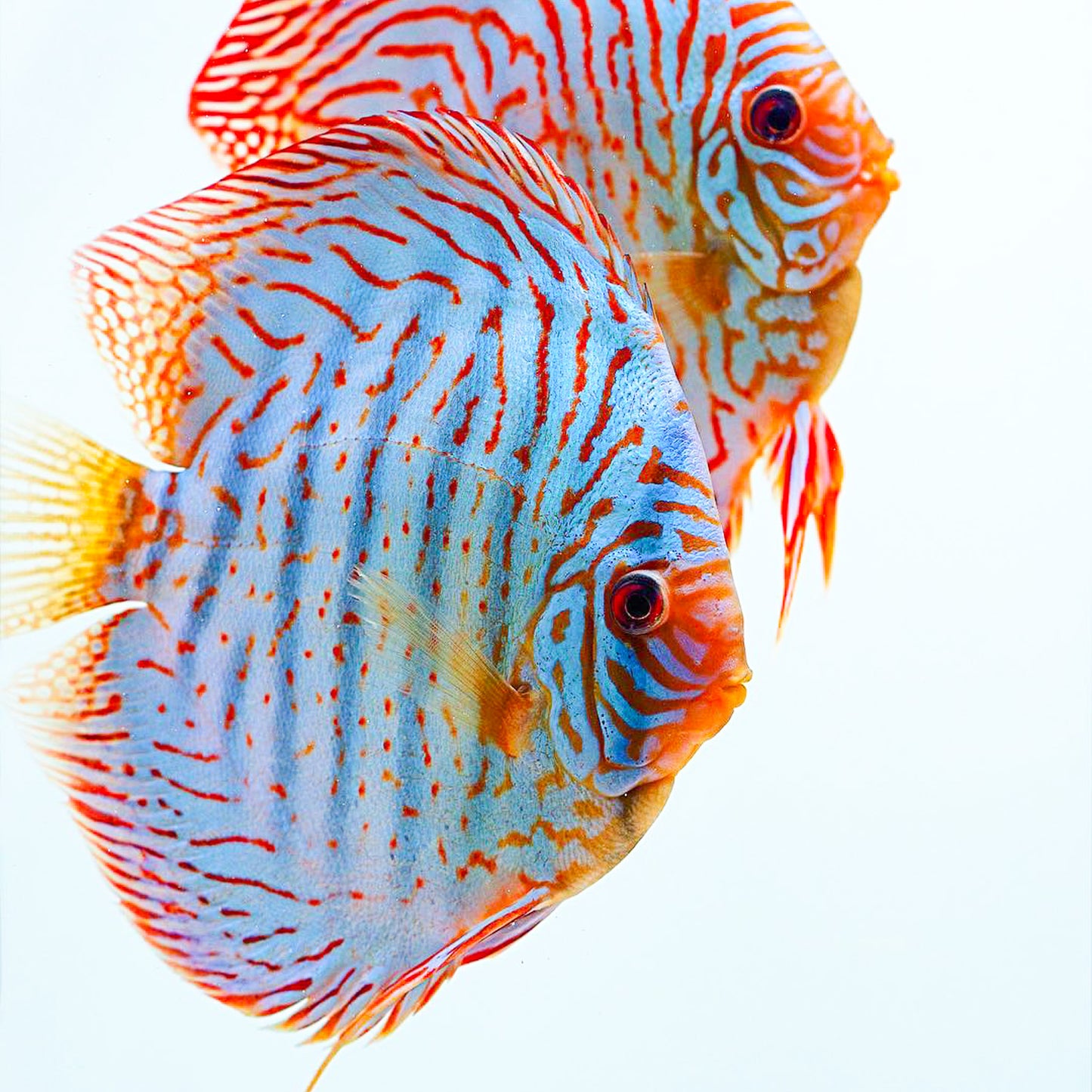 Blue Turquoise Discus Fish