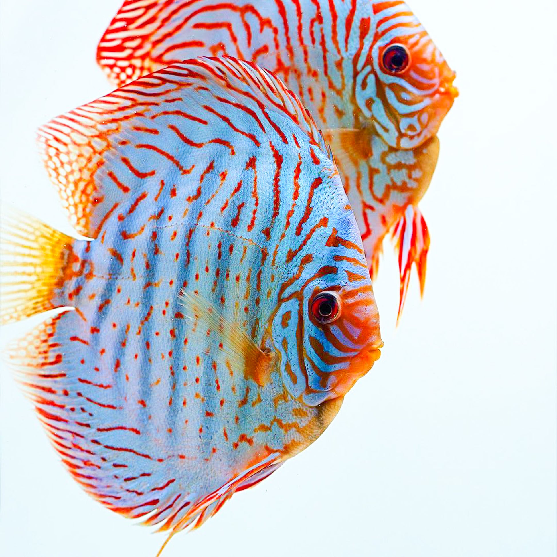 Blue Turquoise Discus Fish