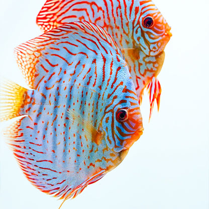Blue Turquoise Discus Fish