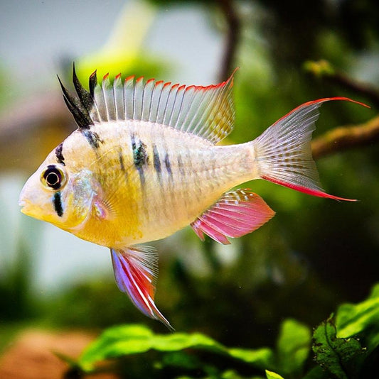 Bolivian Ram Cichlid