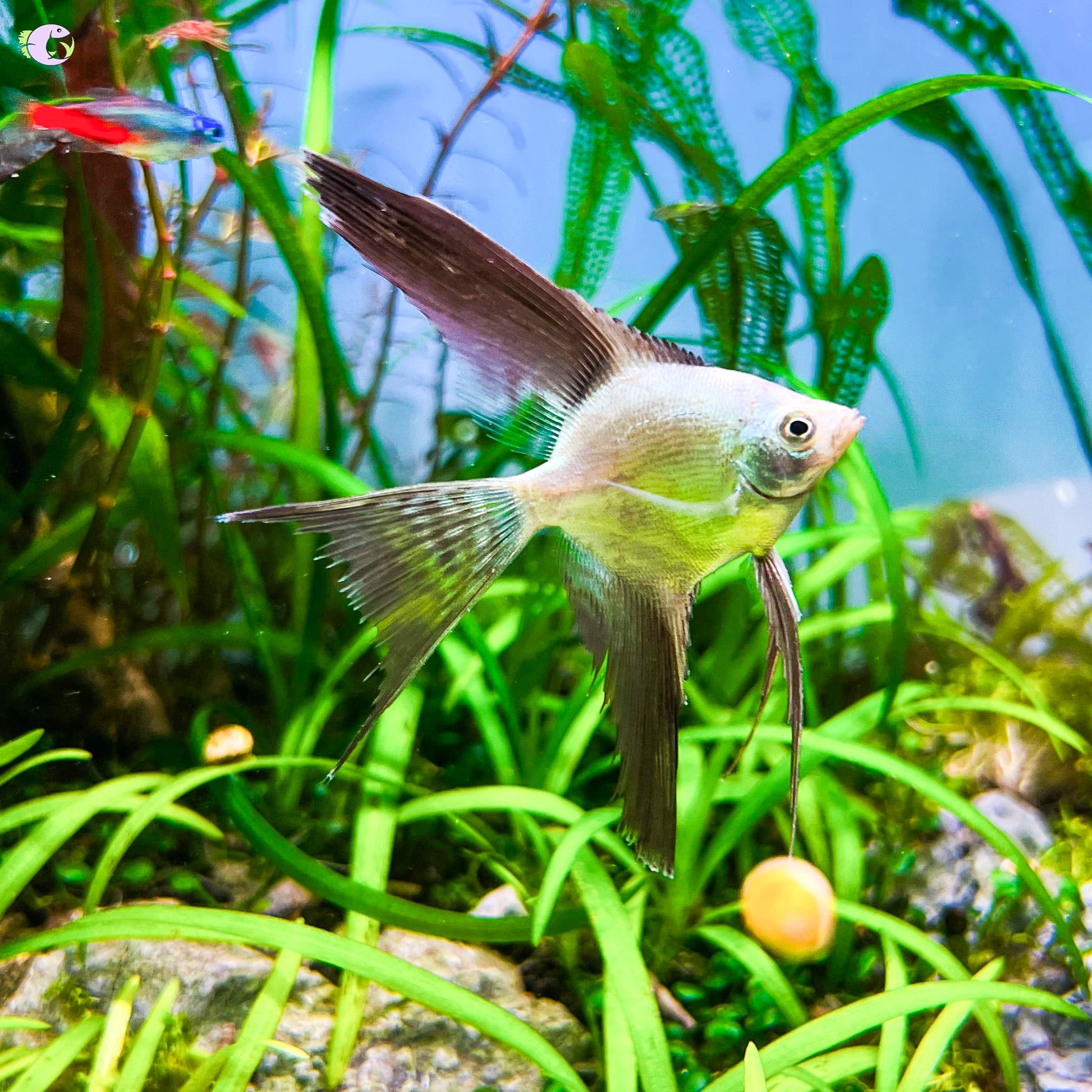 Bulgarian Green Seal Point Angelfish