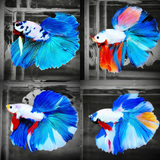 Candy Marble Halfmoon Male Betta Fish | Luxury Mystery Betta