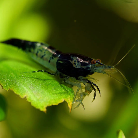 Carbon Rili Neocaridina Shrimp