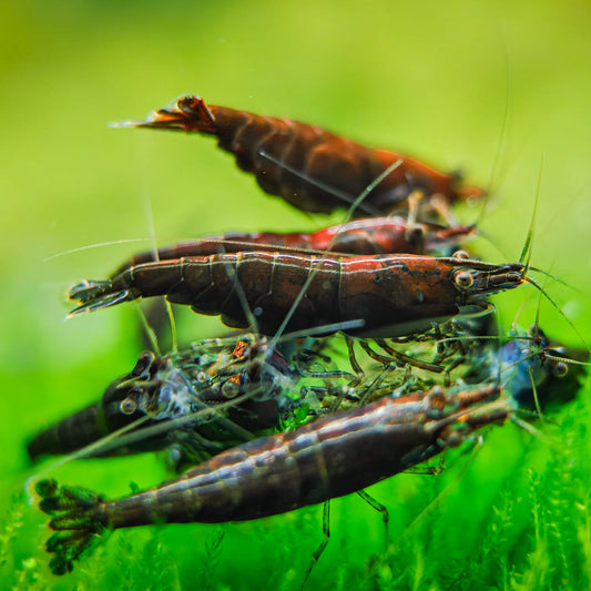 Chocolate Neocaridina Freshwater Shrimp