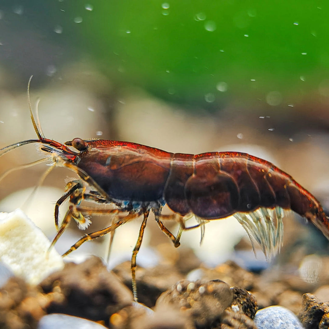 Chocolate Neocaridina Freshwater Shrimp