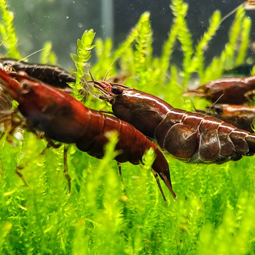 Chocolate Neocaridina Freshwater Shrimp