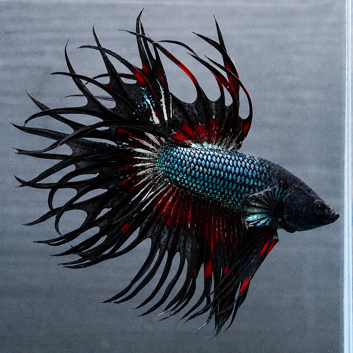 Copper Red Crowntail Betta Fish with shimmering copper scales and red spiked fins