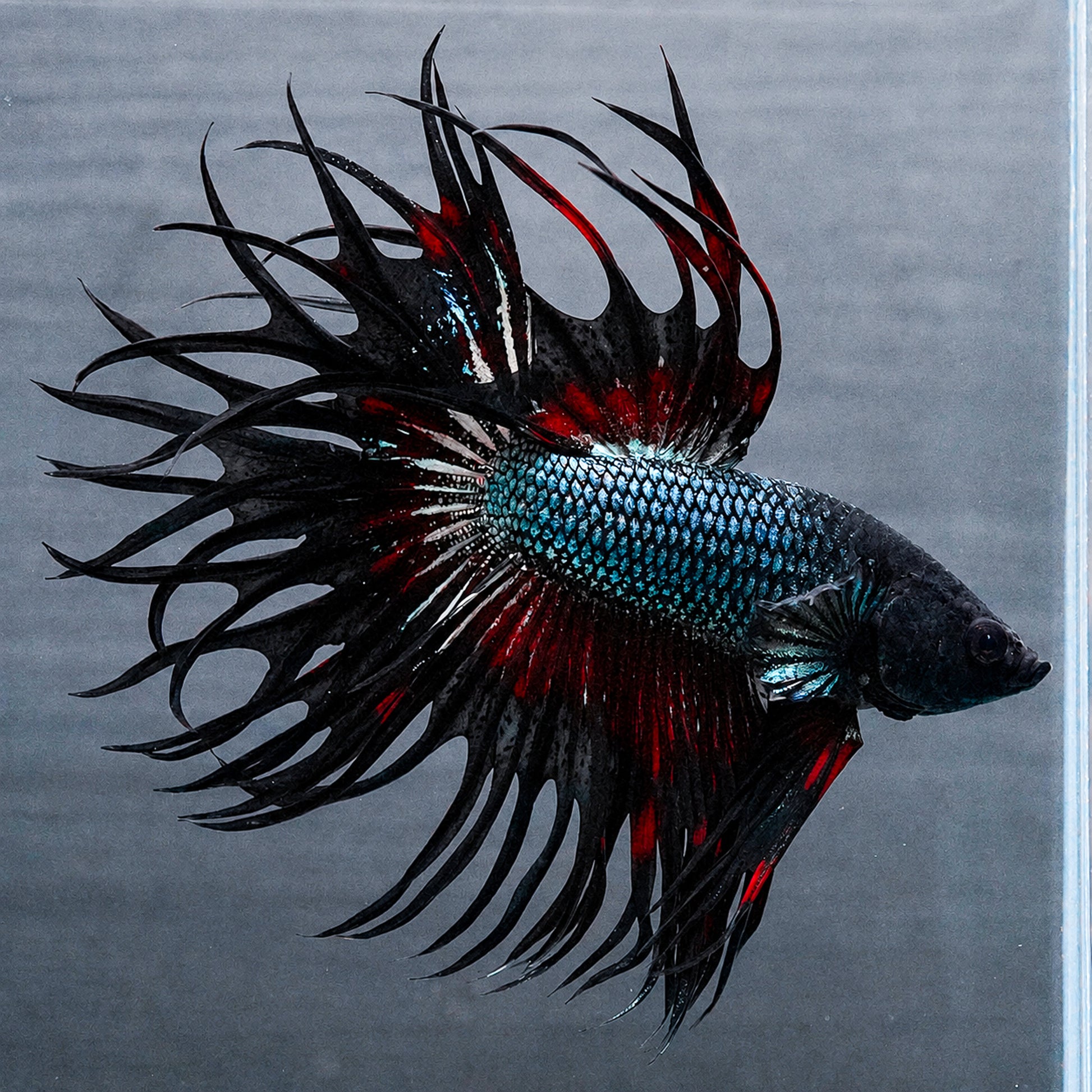 Copper Red Crowntail Betta Fish with shimmering copper scales and red spiked fins