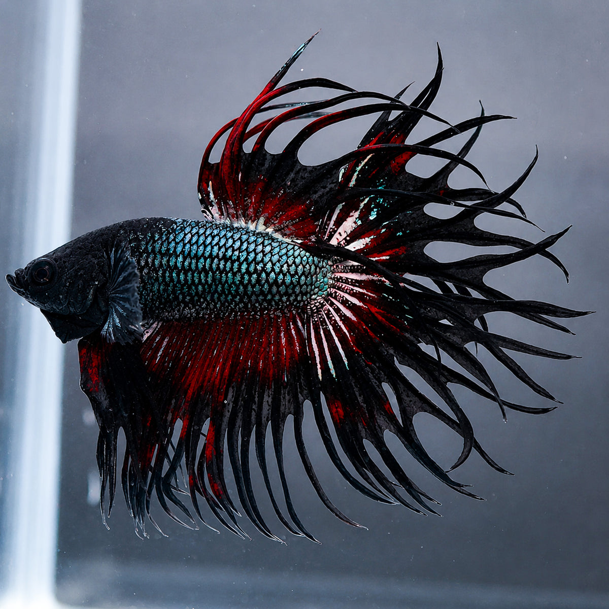 Copper Red Crowntail Betta Fish with shimmering copper scales and red spiked fins
