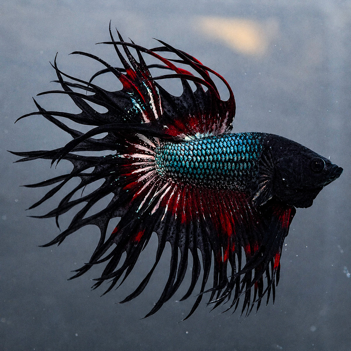 Copper Red Crowntail Betta Fish with shimmering copper scales and red spiked fins