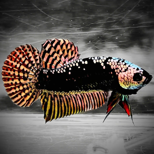 Copper Samurai Alien Wild Male Betta Fish | Grower Pick