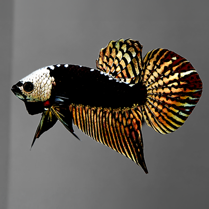 Copper Samurai Alien Wild Male Betta Fish