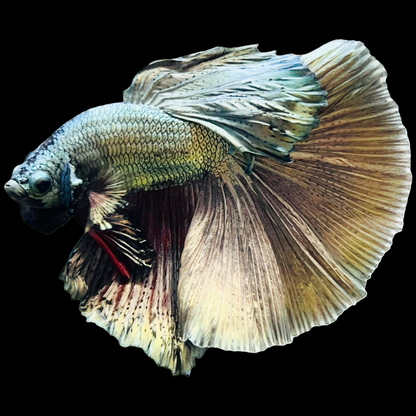 Copper Steel Halfmoon Male Betta Fish