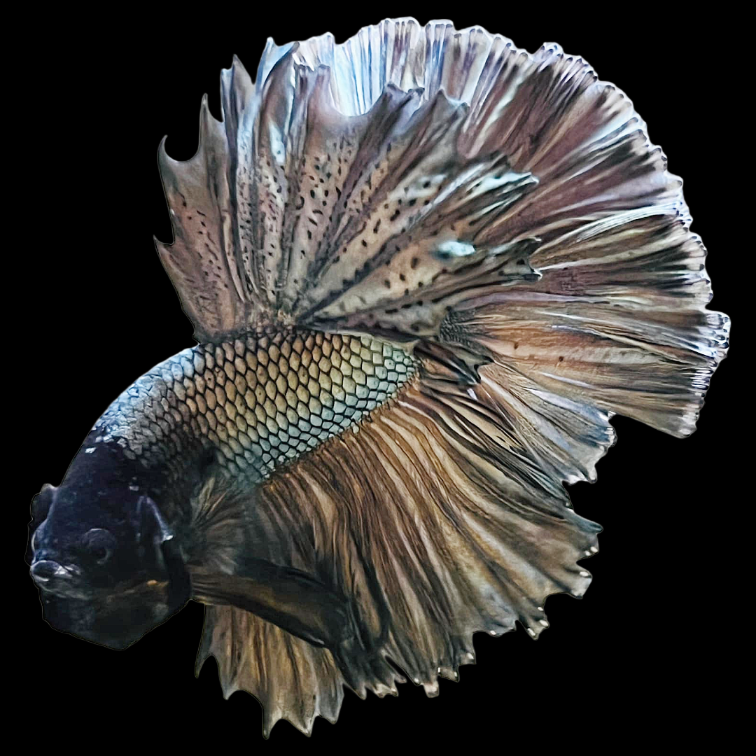 Copper Steel Halfmoon Male Betta Fish