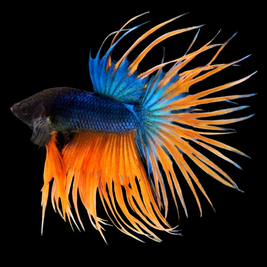 Crowntail Mustard Gas Male Betta Fish