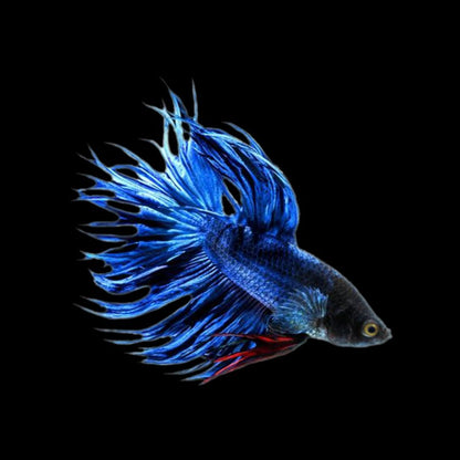 Crowntail Royal Blue Male Betta Fish