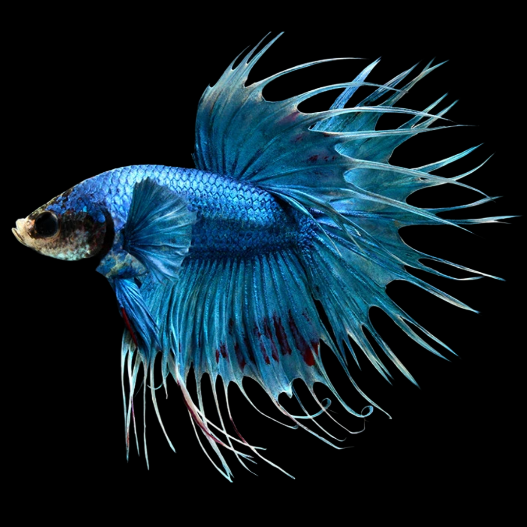 Crowntail Royal Blue Male Betta Fish