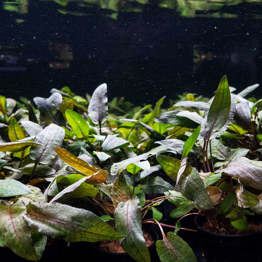 Cryptocoryne Tropica Aquatic Plant