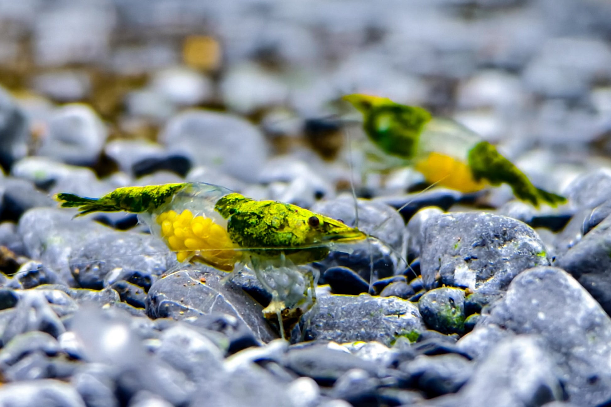 Green Rilli Neocaridina Shrimp