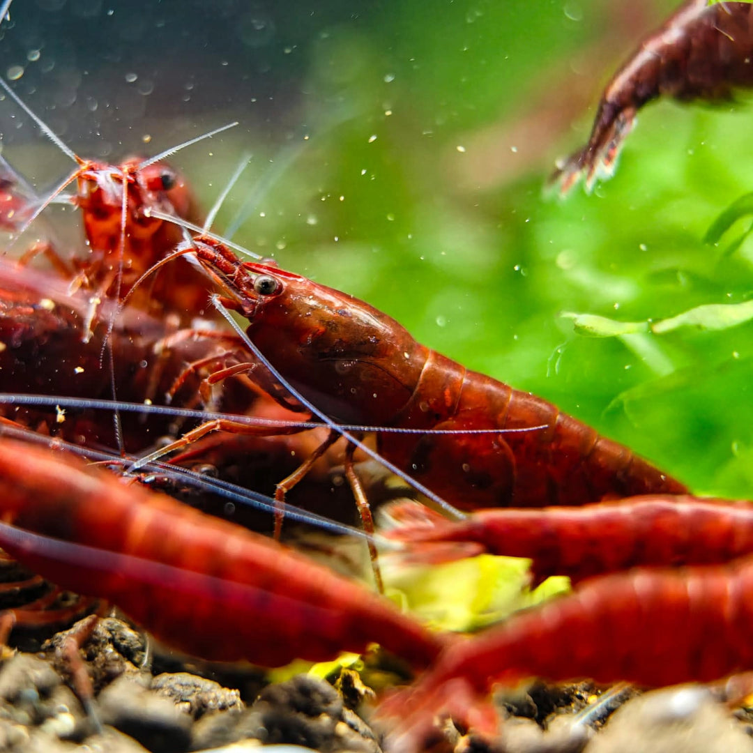 Dark Bloody Mary Neocaridina Freshwater Shrimp