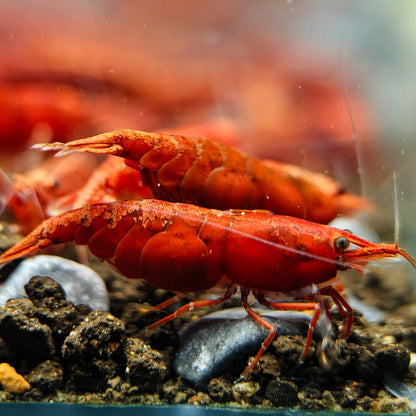 Dark Bloody Mary Neocaridina Freshwater Shrimp