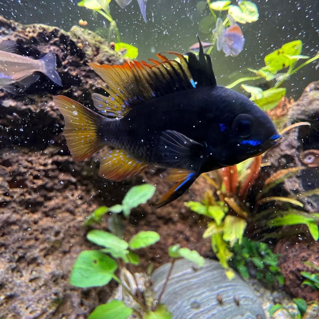 Dark Knight Ram Cichlid (Rare)