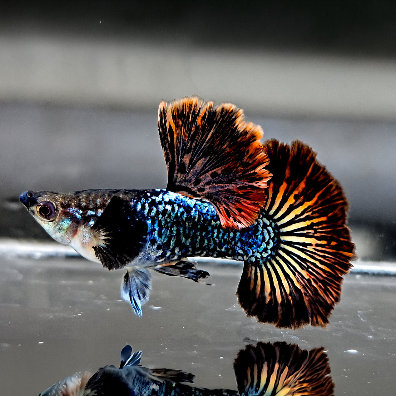 Dark Red Dragon Guppy