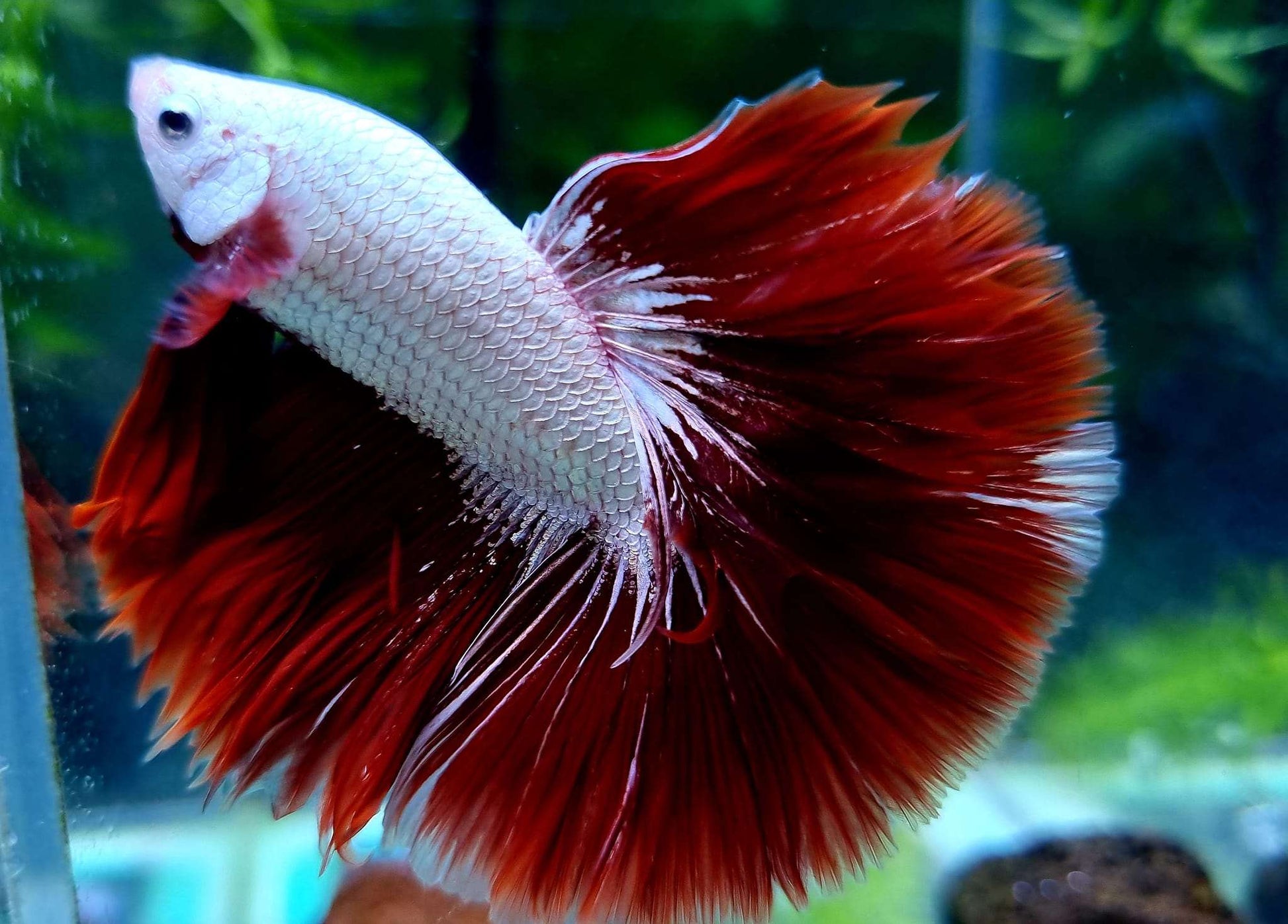 Red Dragon Halfmoon Male Betta Fish