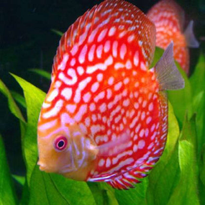 Red Pigeon Discus Fish