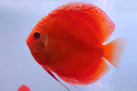 Full Red Albino Discus Fish