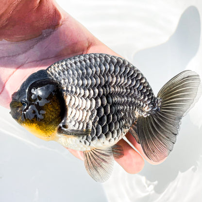 Dragon Scale Ranchu Goldfish | Exotic Premium Fancy Goldfish