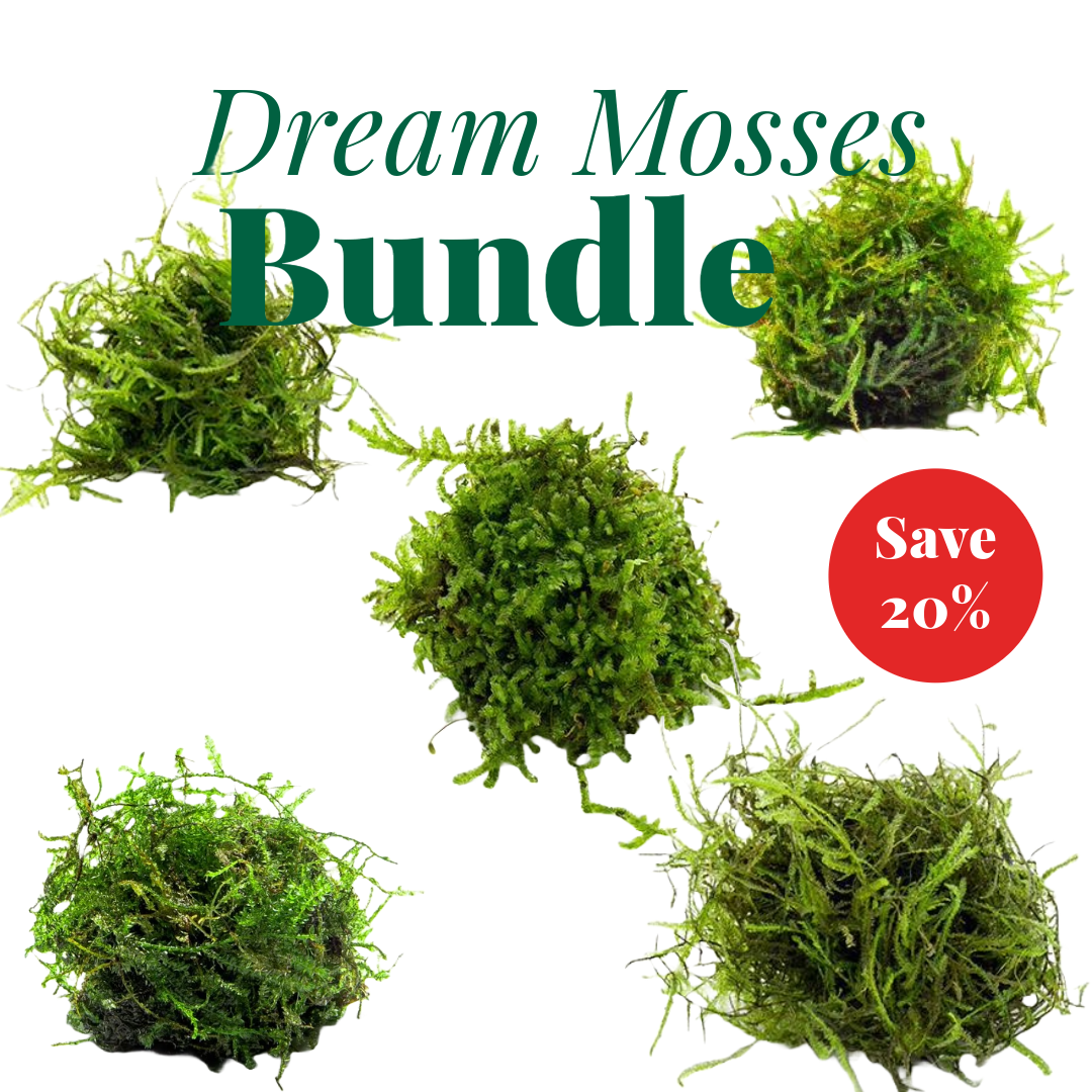 Dream Mosses Pack - Save on Vibrant Aquarium Moss