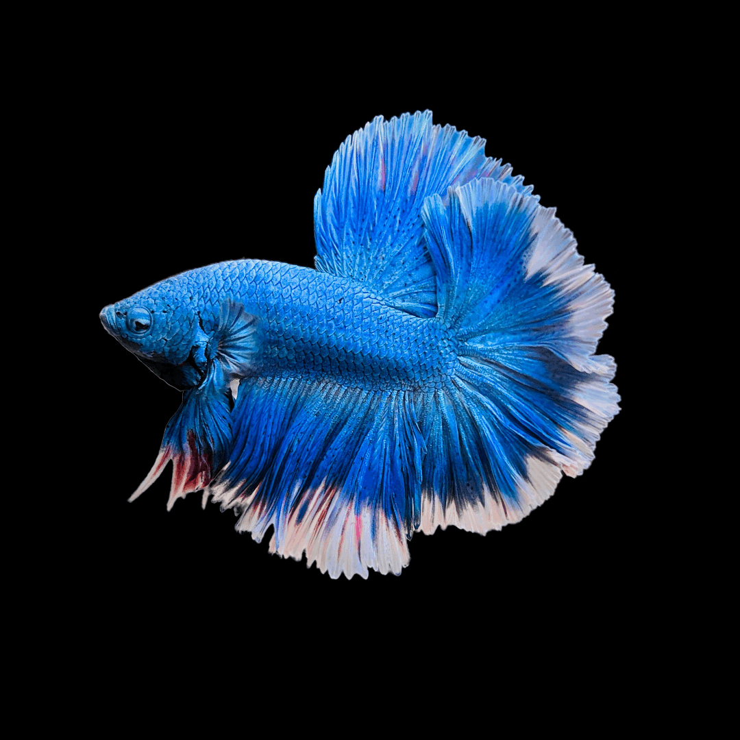 Dumbo Blue Butterfly Halfmoon Male Betta Fish