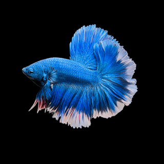 Dumbo Blue Betta Fish