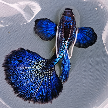 Dumbo Blue Dragon Guppy Fish