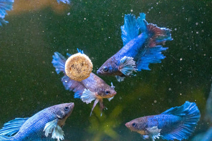 Dumbo Blue Female Betta Fish