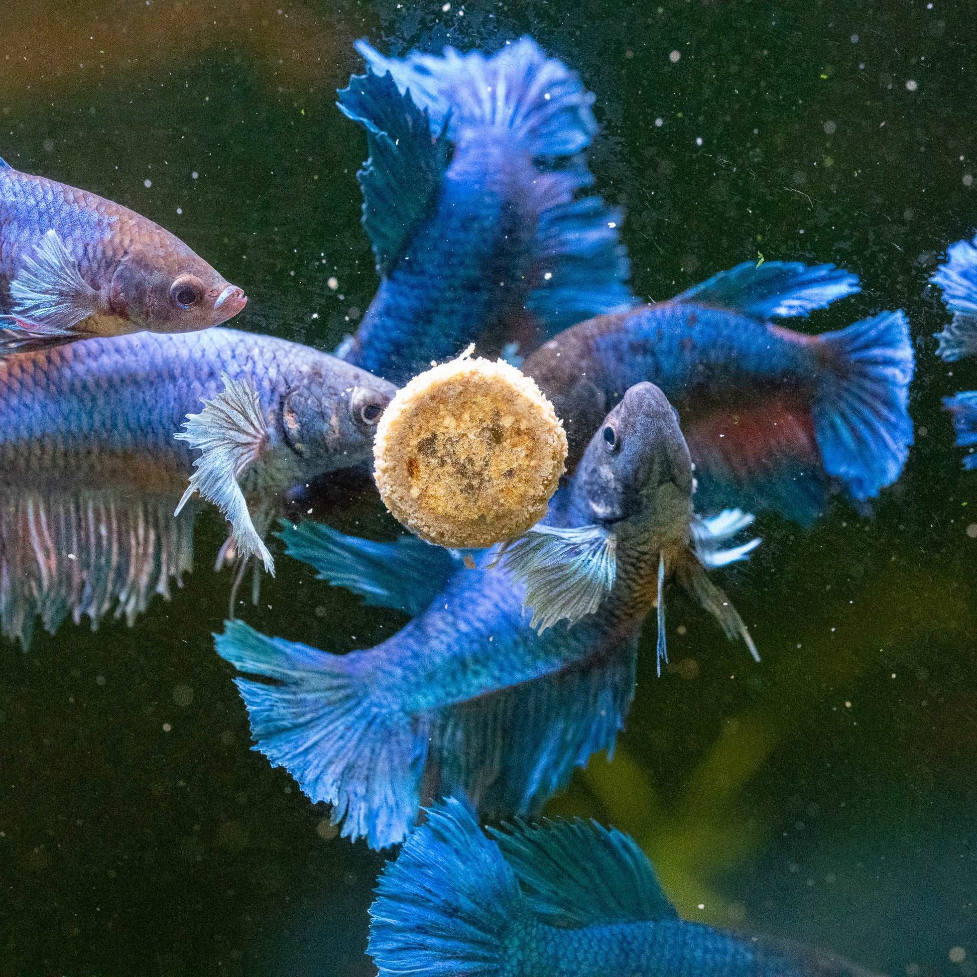 Dumbo Blue Female Betta Fish