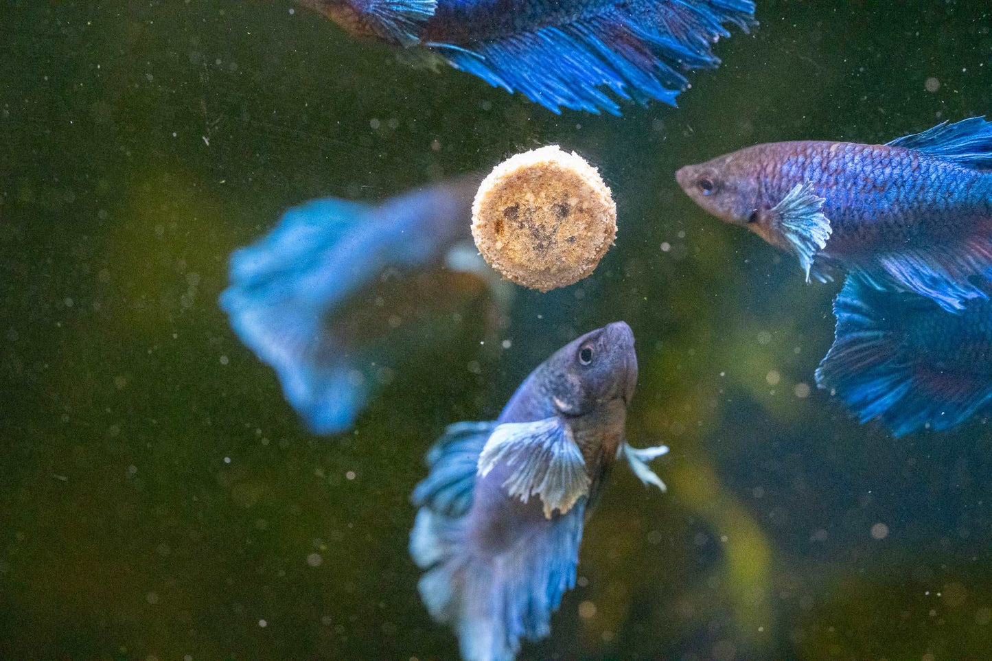 Dumbo Blue Female Betta Fish