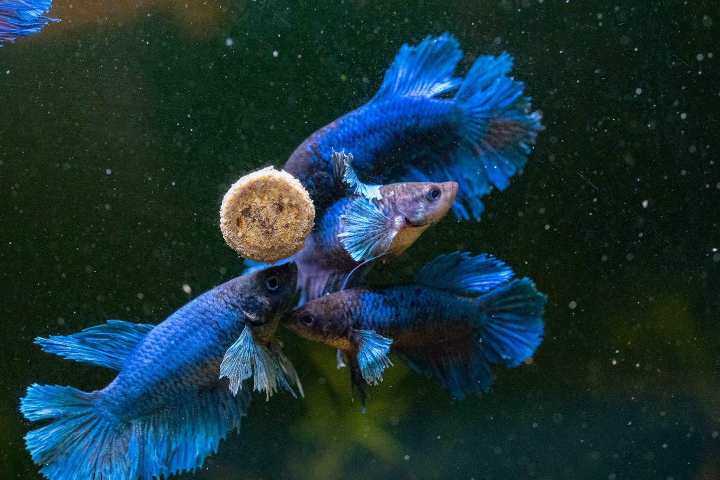 Dumbo Blue Female Betta Fish