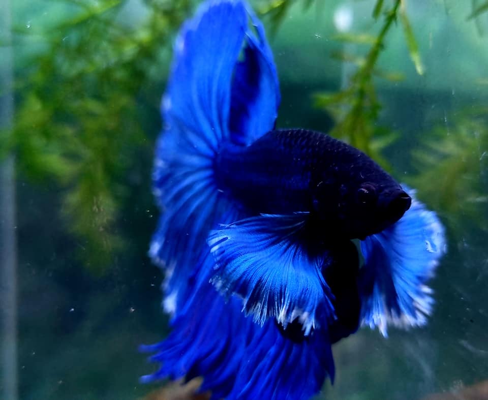 Royal Blue Dumbo Halfmoon Male Betta Fish