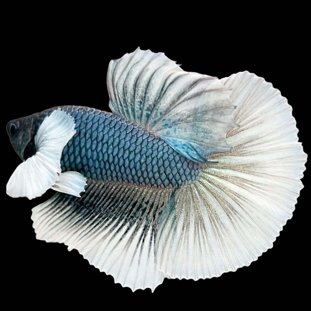 Dumbo Copper Halfmoon Male Betta Fish