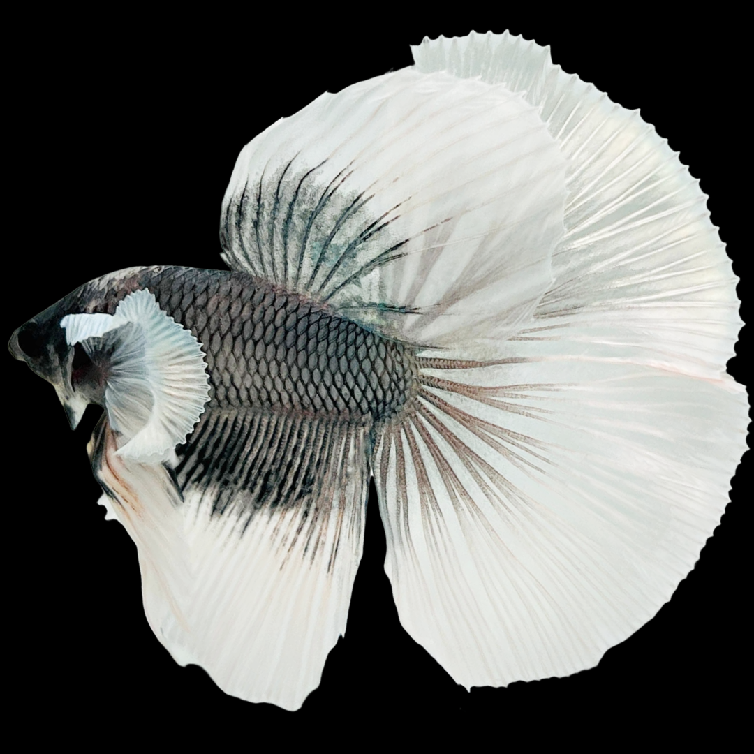 Dumbo Copper Halfmoon Male Betta Fish