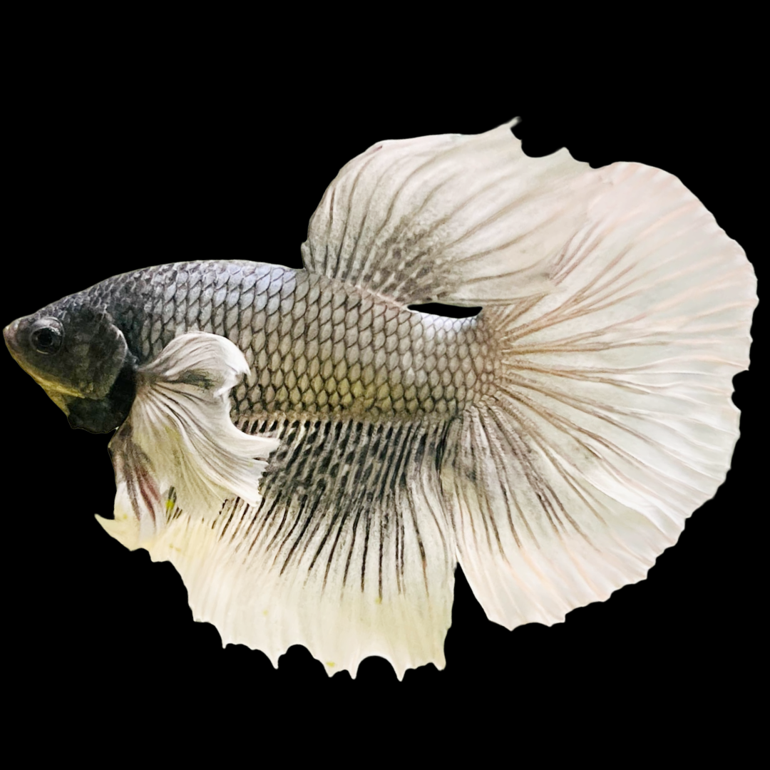 Dumbo Copper Halfmoon Male Betta Fish