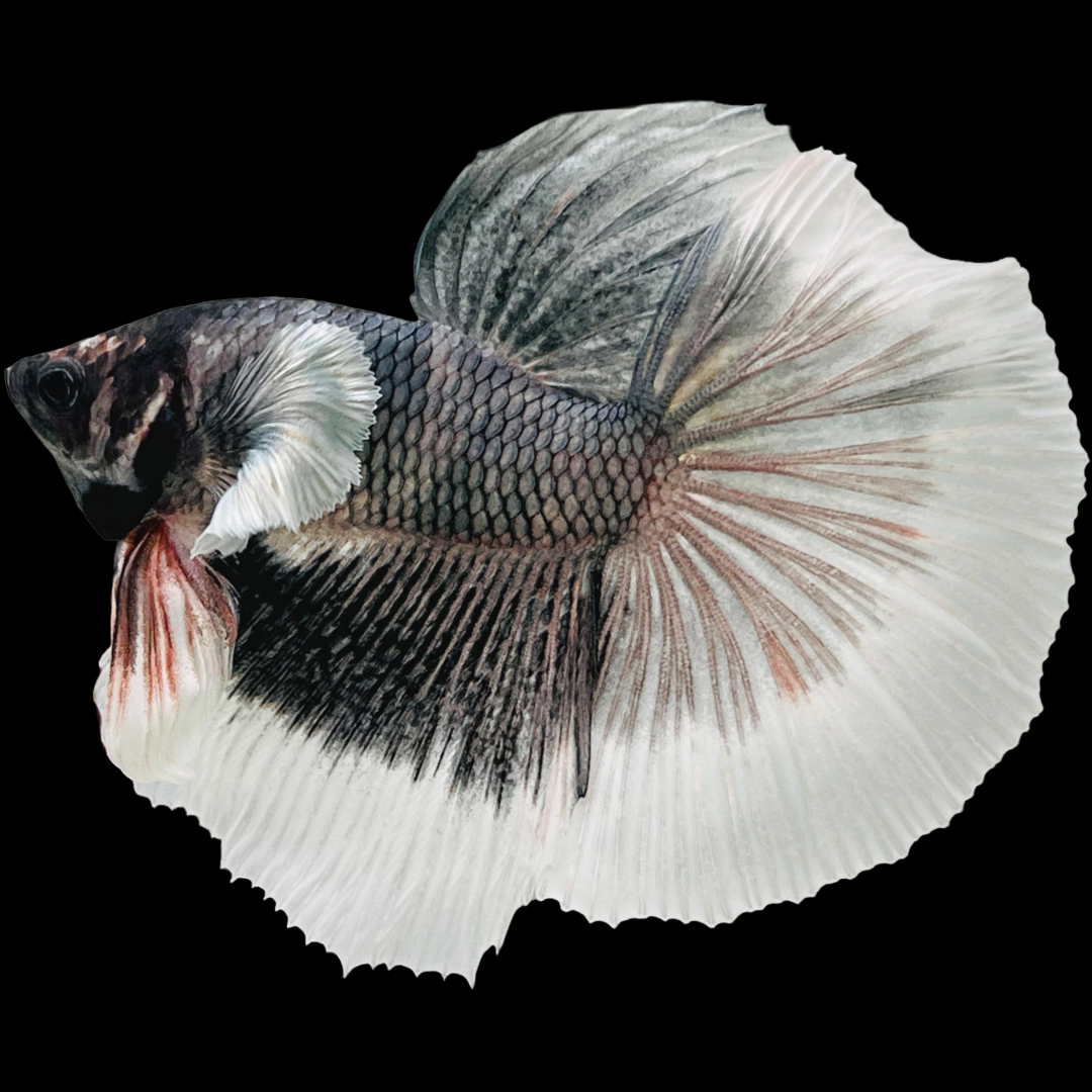 Dumbo Copper Halfmoon Male Betta Fish