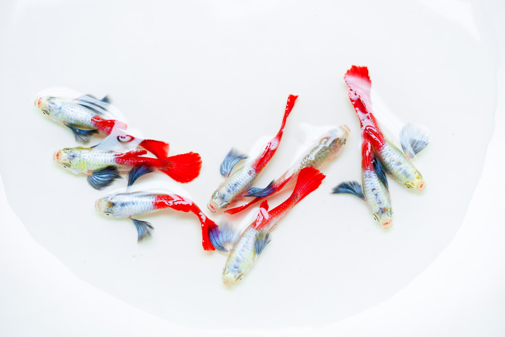 Dumbo Red Tail Guppy Fish