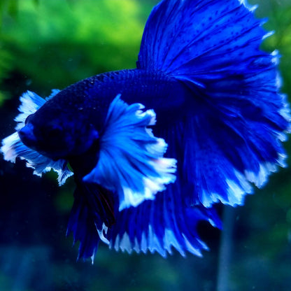 Royal Blue Dumbo Halfmoon Male Betta Fish