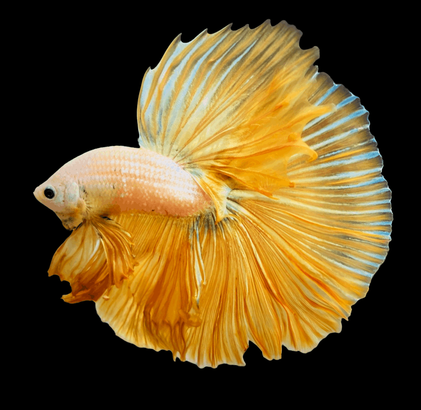 Dumbo Gold Halfmoon Male Betta Fish