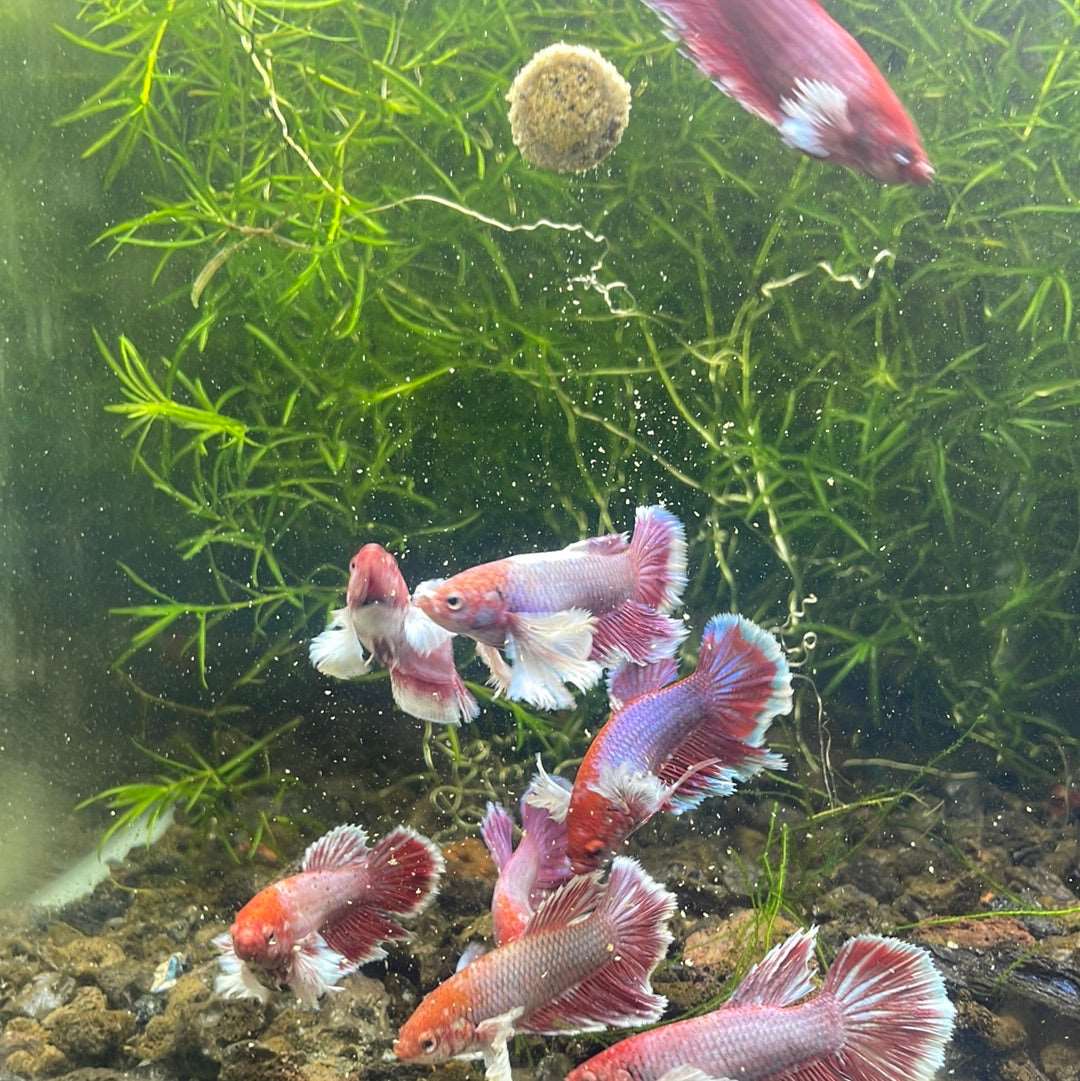 Dumbo Lavender Female Betta Fish