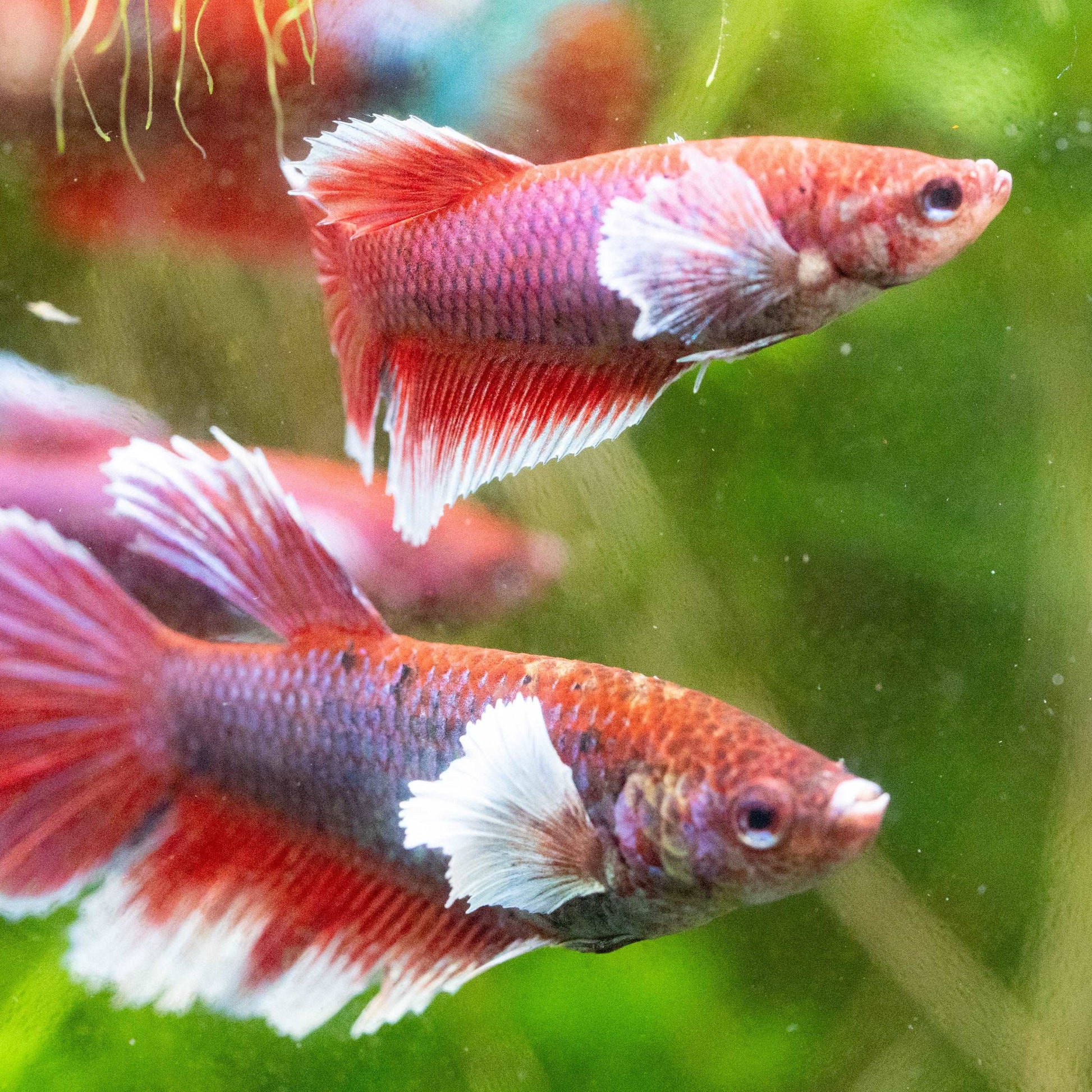 Dumbo Lavender Female Betta Fish